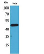 Western blot analysis of HeLa cells using D3DR Polyclonal Antibody.. Secondary antibody was diluted at 1:20000 Western blot analysis of HeLa cells using D3DR Polyclonal Antibody.. Secondary antibody was diluted at 1:20000