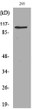 Western blot analysis of lysate from 293 cells, using NRP1 Antibody.
