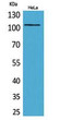 Western blot analysis of HeLa cells using MCM6 polyclonal antibody. Secondary antibody was diluted STJ96819