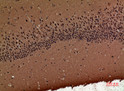 Immunohistochemical analysis of paraffin-embedded mouse-brain, antibody was diluted at 1:100