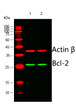 Western blot analysis of lysates from 1) Hela, 2) MCF-7 cells, (Green) primary antibody was diluted at 1:1000, 4°C over night, secondary antibody (NA) was diluted at 1:10000, 37°C 1hour. (Red) Actin Beta Polyclonal Antibody (STJ91464) antibody was diluted at 1:5000 as loading control, 4°C over night, Dylight 680 secondary antibody (NA) was diluted at 1:10000, 37°C 1hour.