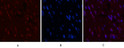 Immunofluorescence analysis of Mouse-heart tissue. 1, CD5 monoclonal antibody (10G8) (red) was diluted at 1:200 (4°C, overnight). 2, Cy3 labled Secondary antibody was diluted at 1:300 (room temperature, 50min).3, Picture B: DAPI (blue) 10min. Picture A:Target. Picture B: DAPI. Picture C: merge of A+B