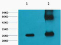 Western Blot (WB): 1) Input (control) 2) IP products, antibody dilution 1:200 STJ97026