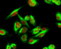 Immunofluorescence analysis of Hela cell. 1, Brp44L Polyclonal Antibody (green) was diluted at 1:200 (4°C overnight). (red) was diluted at 1:200 (4°C overnight). 2, Goat Anti Rabbit Alexa Fluor 488 Catalog: (NA was diluted at 1:1000 (room temperature, 50min). Goat Anti Mouse Alexa Fluor 594 Catalog: (NA was diluted at 1:1000 (room temperature, 50min).