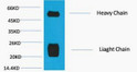 Western blot analysis of Reduced Rabbit IgG, H+L, diluted at 1:10000.