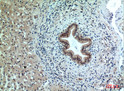Immunohistochemical analysis of paraffin-embedded human-liver, antibody was diluted at 1:100
