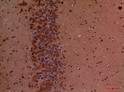 Immunohistochemical analysis of paraffin-embedded mouse brain, antibody was diluted at 1:100 STJ97271
