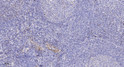 Immunohistochemical analysis of paraffin-embedded human tonsil. 1, Antibody was diluted at 1:200 (4° overnight). 2, STJ97337