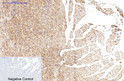 Immunohistochemical analysis of paraffin-embedded rat heart tissue. 1, β-tubulin (HRP Conjugated) Monoclonal Antibody STJ97477