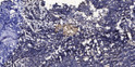 Immunohistochemical analysis of paraffin-embedded human tonsil. 1, Antibody was diluted at 1:200 (4°C overnight). 2, Tris-EDTA, pH9.0 was used for antigen retrieval. 3, Secondary antibody was diluted at 1:200 (room temperature, 30min).