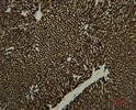 Immunohistochemical analysis of paraffin-embedded rat-liver using antibody diluted at 1:50.