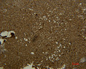 Immunohistochemical analysis of paraffin-embedded human-liver using antibody diluted at 1:50.