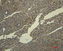 Immunohistochemical analysis of paraffin-embedded rat-liver using antibody diluted at 1:50.