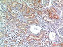 Immunohistochemical analysis of paraffin-embedded human-kidney, antibody was diluted at 1:200