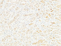 Immunohistochemical analysis of paraffin-embedded Human kidney. 1, Antibody was diluted at 1:100 (4°C overnight). 2, High-pressure and temperature EDTA, pH8.0 was used for antigen retrieval. 3, Secondary antibody was diluted at 1:200 (room temperature, 30min).