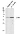 Western blot analysis ofmouse brainrat spleen lysis using C5AR1 antibody. Antibody was diluted at 1:1000. Secondary antibody was diluted at 1:20000