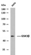 Western Blot (WB): Whole cell lysates of HeLa were separated by 10% SDS-PAGE, and the membrane was blotted with STJ97739