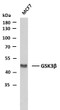 Western Blot (WB): Whole cell lysates of MCF7 were separated by 10% SDS-PAGE, and the membrane was blotted with STJ97739