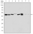 Western blot analysis using ARK-1 monoclonal antibody against HEK293 (1) , Sw620 (2) , MCF-7 (3) , Jurkat (4) , HeLa (5) , HepG2 (6) , Cos7 (7) and PC-12 (8) cell lysate.