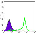 Flow cytometric analysis of 3T3L1 cells using Bcl-2 monoclonal antibody (green) and negative control (purple).