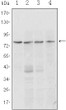 Western blot analysis using Blimp-1 monoclonal antibody against Raji (1, 2), L1210 (3), and THP-1 (4) cell lysates. STJ97865