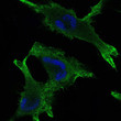 Immunofluorescence analysis of U251 cells using Catenin-Gamma monoclonal antibody (green). Blue: DRAQ5 fluorescent DNA dye.