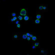 Immunofluorescence analysis of RAJI cells using CD1A monoclonal antibody (green). Blue: DRAQ5 fluorescent DNA dye.