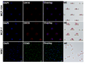 Combined Molecular and Morphological Imaging of CTCs for HER2-Targeted Chemotherapy Guidance. ANALYTICAL CHEMISTRY Bo STJ97930