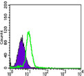 Flow cytometric analysis of HL-60 cells using Csk monoclonal antibody (green) and negative control (purple).