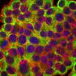 Immunofluorescence analysis of HepG2 cells using Cytokeratin 19 monoclonal antibody (green). Blue: DRAQ5 fluorescent DNA dye. Red: Actin filaments have been labeled with Alexa Fluor-555 phalloidin.
