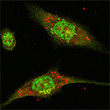 Immunofluorescence analysis of Eca-109 cells using ERK 2 monoclonal antibody (green). Immunofluorescence analysis of Eca-109 cells using ERK 2 monoclonal antibody (green).