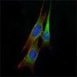 Immunofluorescence analysis of NIH/3T3 cells using ETS1 monoclonal antibody (green). Blue: DRAQ5 fluorescent DNA dye.
