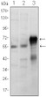 Western blot analysis using ETS1 monoclonal antibody against Jurkat (1) , HepG2 (2) and ETS1-hIgGFc transfected HEK293 (3) cell lysate.