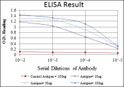 Anti-GATA5 antibody [1B11] (STJ98102)