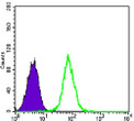 Flow cytometric analysis of K562 cells using Glycogen Synthase 1 monoclonal antibody (green) and negative control (purple).