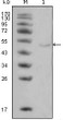 Western blot analysis using LPL monoclonal antibody against HeLa cell lysate (1).