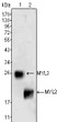 Western blot analysis using MYL2 monoclonal antibody against rat fetal heart tissue lysate.