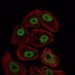 Immunofluorescence analysis of NIH/3T3 cells using SMC1 monoclonal antibody (green). Red: Actin filaments have been labeled with Alexa Fluor-555 phalloidin.