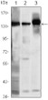 Western blot analysis using SMC1 monoclonal antibody against K562 (1) , Jurkat (2) and A549 (3) cell lysate.