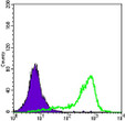 Flow cytometric analysis of A431 cells using SOD-1 monoclonal antibody (green) and negative control (purple).