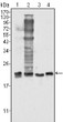 Western blot analysis using SOD-1 monoclonal antibody against HeLa (1) , NIH/3T3 (2) , A549 (3) and A431 (4) cell lysate.