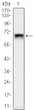 Western blot analysis using TBL1X monoclonal antibody against HEK293 (1) cell lysate.