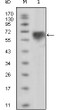 Western blot analysis using Tyro3 monoclonal antibody against extracellular domain of human Tyro3 (aa41-429).