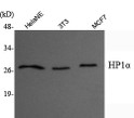 Western blot analysis using HP1 Alpha monoclonal antibody against HeLa nuclear extract, 3T3, MCF7 whole cell lysate.