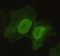 Immunofluorescence analysis of COS7 cells using Oct-3/4 monoclonal antibody.