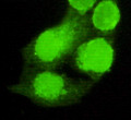 Immunofluorescence analysis of HeLa cells using P504S monoclonal antibody.
