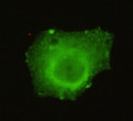 Immunofluorescence analysis of HeLa cells using TIF1 Gamma monoclonal antibody.