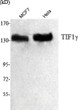 Western blot analysis using TIF1 Gamma monoclonal antibody against MCF7 cell lysate, HeLa nuclear extract.