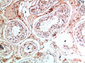 Immunohistochemical analysis of paraffin-embedded human-testis, antibody was diluted at 1:200