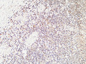 Immunohistochemical analysis of paraffin-embedded Human Amygdala. 1, Antibody was diluted at 1:200 (4°C overnight). 2, High-pressure and temperature EDTA, pH8.0 was used for antigen retrieval. 3, Secondary antibody was diluted at 1:200 (room temperature, 30min).